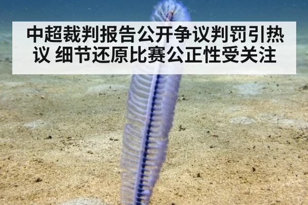 中超裁判报告公开争议判罚引热议 细节还原比赛公正性受关注