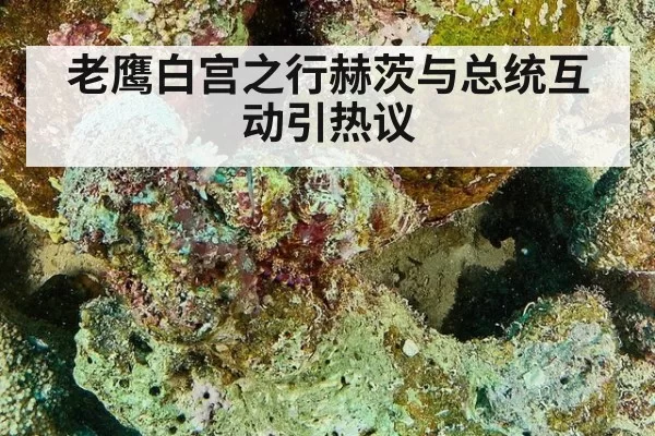 老鹰白宫之行赫茨与总统互动引热议